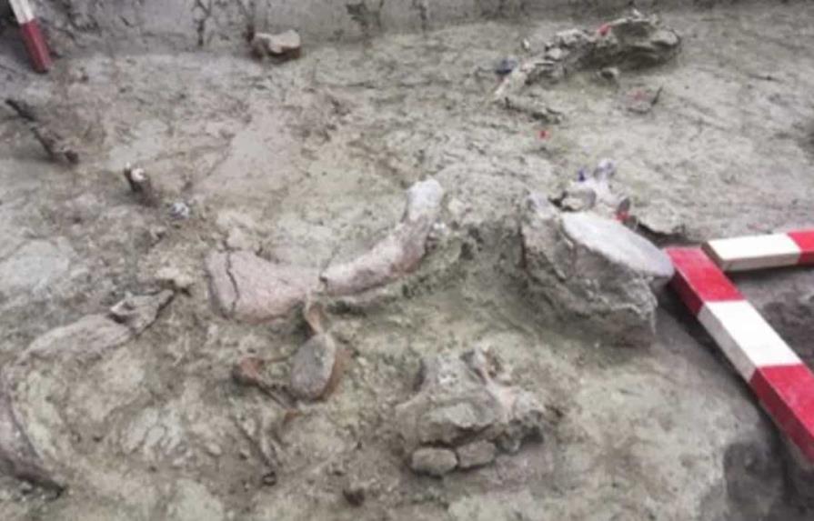 Hallan restos de elefantes de más de 12,000 años de antigüedad en Chile