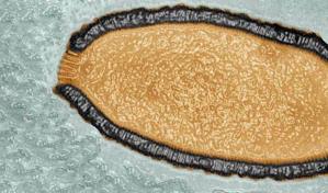 Aclaran que los virus zombis revividos del permafrost no infectan a los humanos