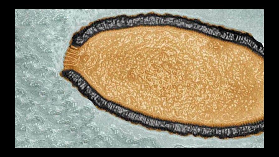 Aclaran que los virus zombis revividos del permafrost no infectan a los humanos