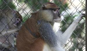 Puerto Rico: zoológico con más de 300 animales lleva cinco años cerrado