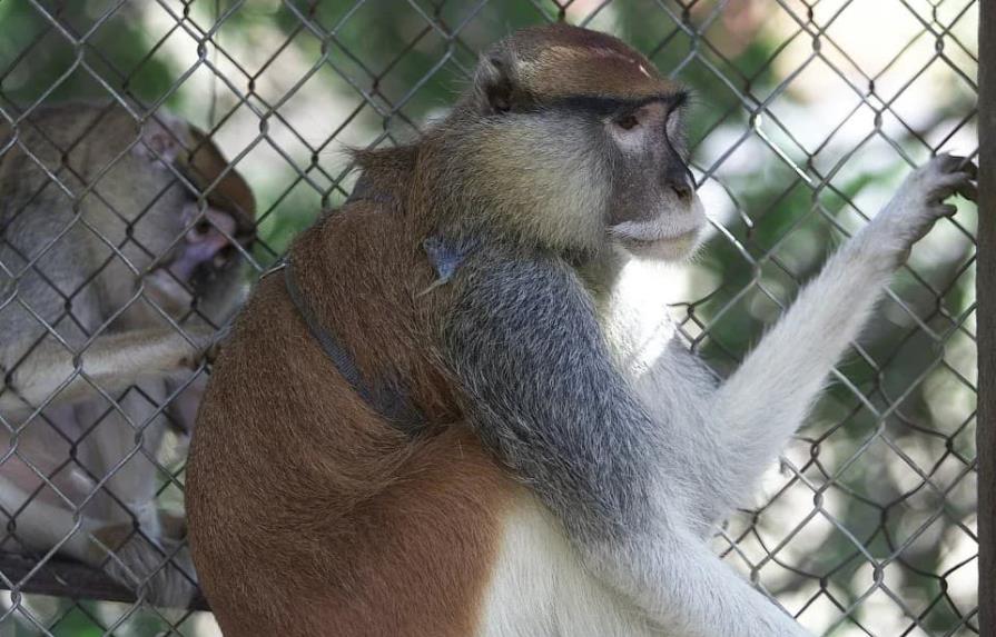 Puerto Rico: zoológico con más de 300 animales lleva cinco años cerrado