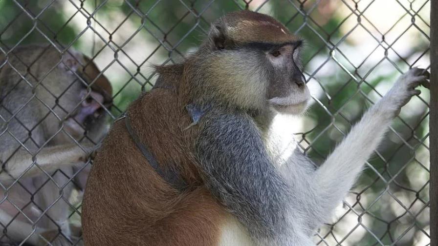 Puerto Rico: zoológico con más de 300 animales lleva cinco años cerrado