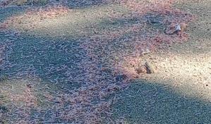 Reportan muerte de miles de crías de camarones y peces en Montecristi