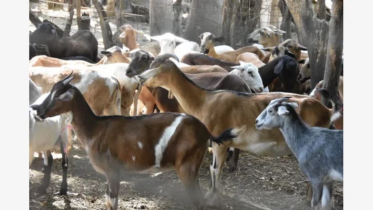 Los chivos, cabras y ovejos pertenecen a la familia de los pequeños rumiantes.