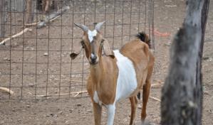 Sanut realizará Segunda Feria Ovinocaprina este fin de semana