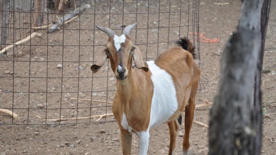 Sanut realizará Segunda Feria Ovinocaprina este fin de semana