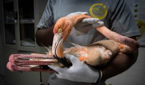 La comercialización amenaza a los flamencos en República Dominicana