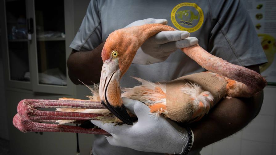 La comercialización amenaza a los flamencos en República Dominicana