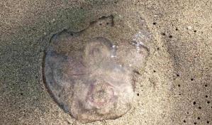 Autoridades atribuyen a "cambio brusco de temperatura" muerte de camarones en Montecristi