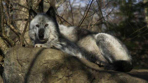 Cómo recuperar especies al borde de la extinción revitaliza los ecosistemas