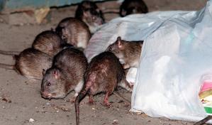 Nuevo empleo en Nueva York: director con instinto asesino para combatir las ratas