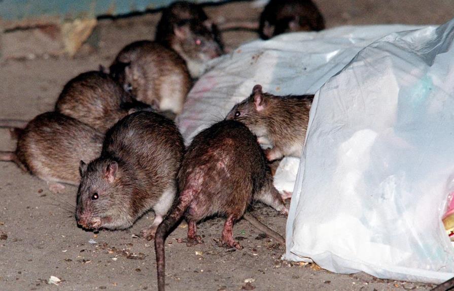 Nuevo empleo en Nueva York: director con instinto asesino para combatir las ratas
