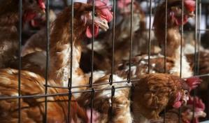 Ecuador detecta nuevo brote de influenza aviar en granjas