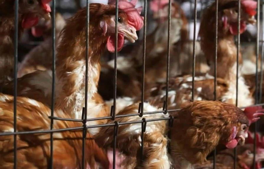 Ecuador detecta nuevo brote de influenza aviar en granjas