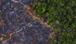Amazonia ha perdido 10% de su vegetación en 4 décadas