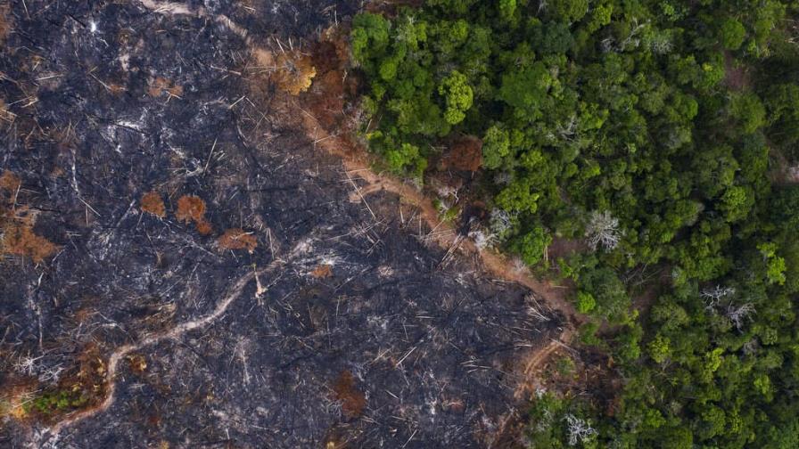 Amazonia ha perdido 10% de su vegetación en 4 décadas