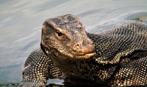 Un fósil olvidado adelanta el origen de los lagartos a 35 millones de años