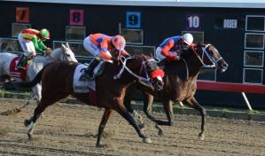 Poolpote del V Centenario en RD$3.2 millones para carreras del sábado