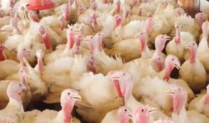 Gobierno vende pavos nacidos y criados en República Dominicana