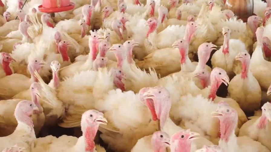Gobierno vende pavos nacidos y criados en República Dominicana