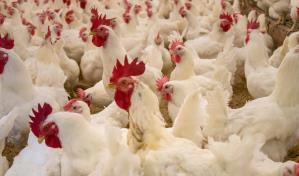 Perú, Ecuador y Venezuela en alerta por brote de influenza aviar