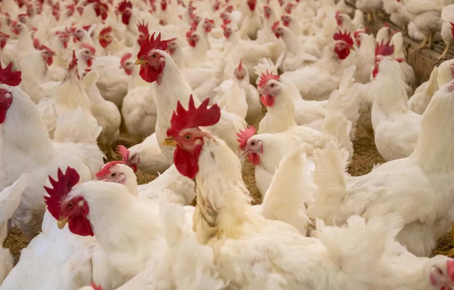 Perú, Ecuador y Venezuela en alerta por brote de influenza aviar