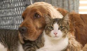 Retiran a 180 perros y gatos de una casa en Nueva Jersey