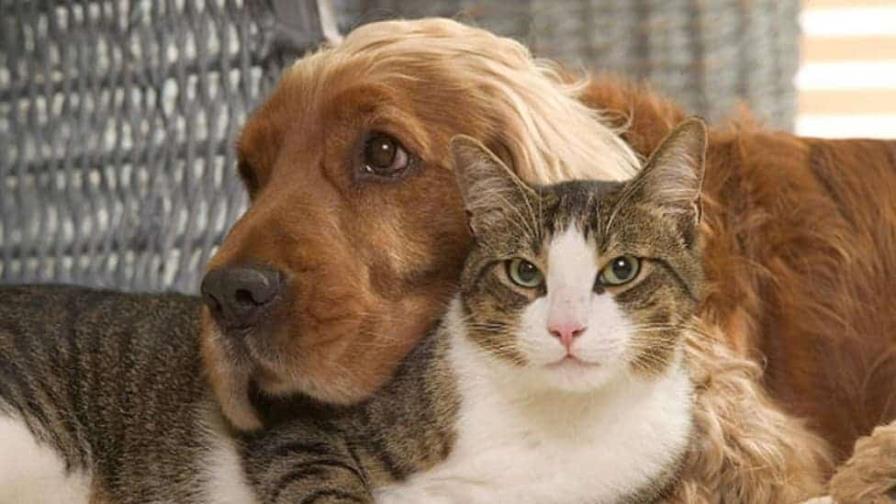 Retiran a 180 perros y gatos de una casa en Nueva Jersey