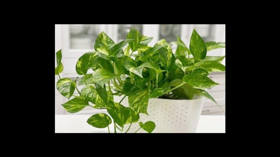 Esta planta es especialmente valiosa y deberías tenerla en tu casa Esta planta es especialmente valiosa y deberías tenerla en tu casa