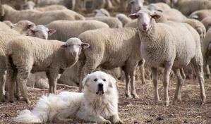 Perro mata a manada de coyotes que atacó rebaño de ovejas de su dueño