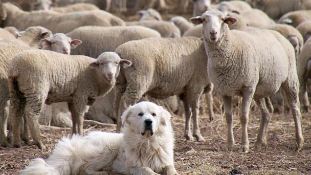 Perro mata a manada de coyotes que atacó rebaño de ovejas de su dueño