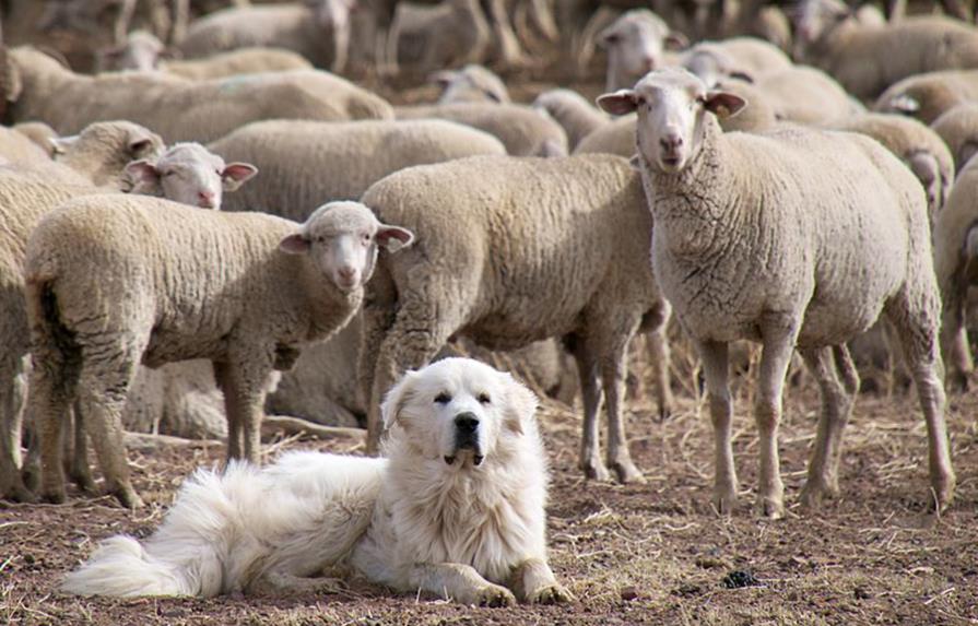 Perro mata a manada de coyotes que atacó rebaño de ovejas de su dueño