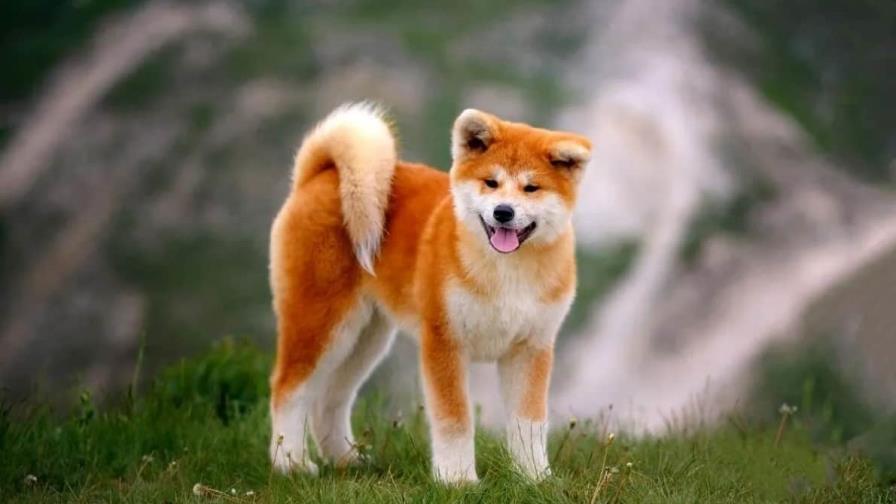 Una perrita muy flaca