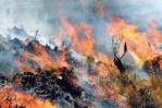 Incendio forestal deja al menos tres muertos y tres heridos en el sur de Perú