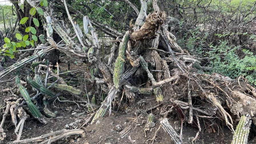 Un permiso de impacto mínimo que terminó con un desmonte en las Dunas de Baní