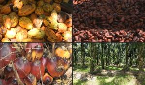 La UE proh&iacute;be la importaci&oacute;n de bienes procedentes de la deforestaci&oacute;n