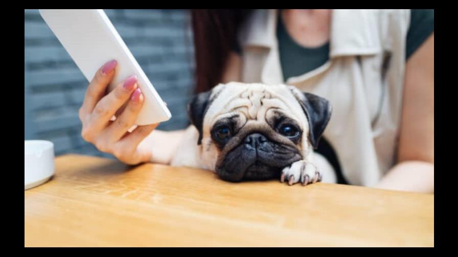 Consejos para cuidar a tu mascota del calor