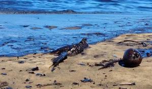 Cierran playas al este de Venezuela por derrame de petróleo