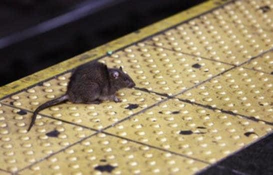 Multan al alcalde de Nueva York por infestación de ratas en su casa