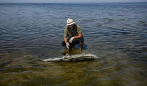 Miles de delfines muertos en el mar Negro debido a invasión rusa, acusa Zelenski