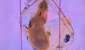 Un pasajero en Wisconsin pretendía viajar con su perro metido en la mochila