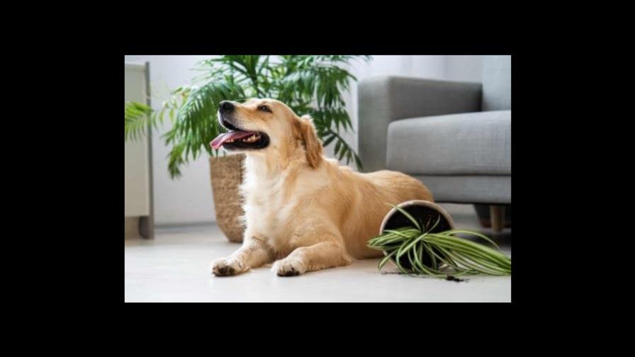 Estas plantas son tóxicas para tu mascota Estas plantas son tóxicas para tu mascota