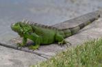Una iguana causa un apagón eléctrico en La Florida Una iguana causa un apagón eléctrico en La Florida
