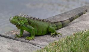 Una iguana causa un apag&oacute;n el&eacute;ctrico en La Florida