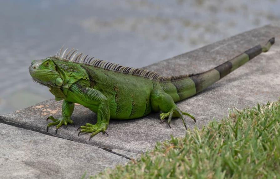 Una iguana causa un apagón eléctrico en La Florida