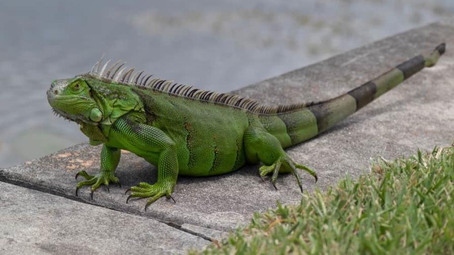 Una iguana causa un apagón eléctrico en La Florida