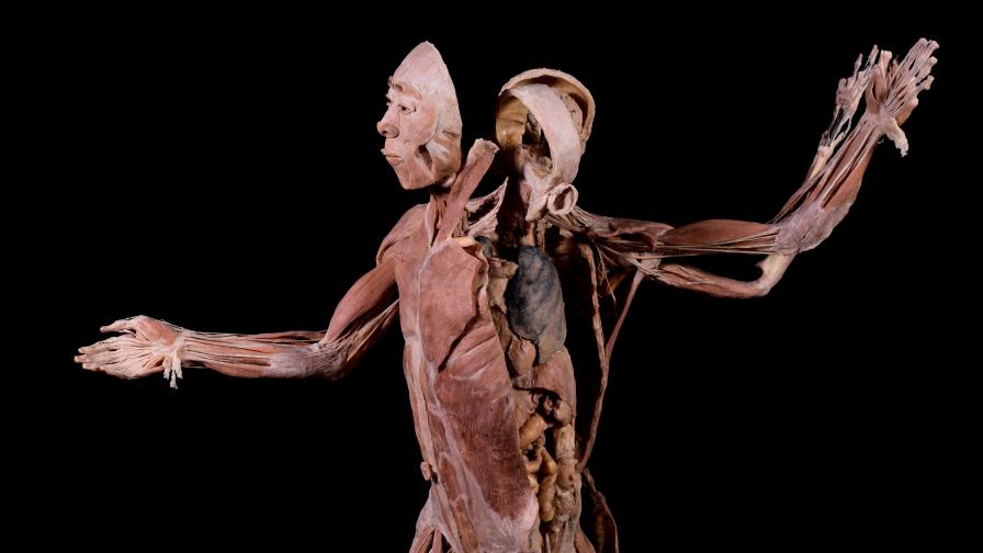 BODIES: Cuerpos humanos reales se extiende al 15 de enero 2023