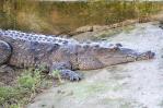 Un hombre es hospitalizado tras ser atacado por un cocodrilo en Florida Un hombre es hospitalizado tras ser atacado por un cocodrilo en Florida