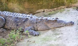 Un hombre es hospitalizado tras ser atacado por un cocodrilo en Florida