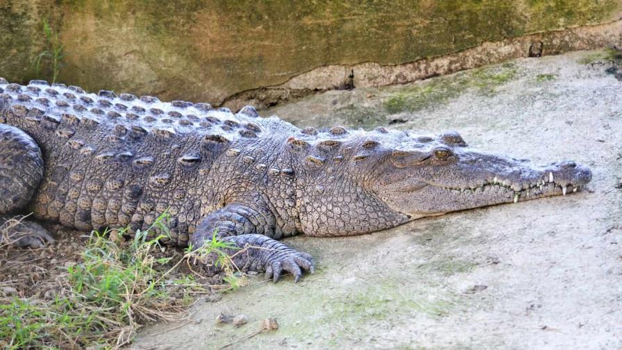 Un hombre es hospitalizado tras ser atacado por un cocodrilo en Florida